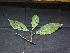  ( - BIORTP-061-A08)  @11 [ ] CreativeCommons - Attribution Non-Commercial Share-Alike (2019) Varun Swamy San Diego Zoo Global