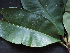  ( - BIORTP-061-A10)  @11 [ ] CreativeCommons - Attribution Non-Commercial Share-Alike (2019) Varun Swamy San Diego Zoo Global