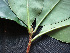  ( - BIORTP-061-A10)  @11 [ ] CreativeCommons - Attribution Non-Commercial Share-Alike (2019) Varun Swamy San Diego Zoo Global