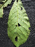  ( - BIORTP-061-C04)  @11 [ ] CreativeCommons - Attribution Non-Commercial Share-Alike (2019) Varun Swamy San Diego Zoo Global