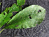  ( - BIORTP-061-C04)  @11 [ ] CreativeCommons - Attribution Non-Commercial Share-Alike (2019) Varun Swamy San Diego Zoo Global