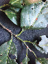  ( - BIORTP-061-C06)  @11 [ ] CreativeCommons - Attribution Non-Commercial Share-Alike (2019) Varun Swamy San Diego Zoo Global