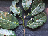 ( - BIORTP-061-C06)  @11 [ ] CreativeCommons - Attribution Non-Commercial Share-Alike (2019) Varun Swamy San Diego Zoo Global