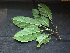  ( - BIORTP-061-C06)  @11 [ ] CreativeCommons - Attribution Non-Commercial Share-Alike (2019) Varun Swamy San Diego Zoo Global