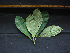  (Buchenavia - BIORTP-061-C07)  @11 [ ] CreativeCommons - Attribution Non-Commercial Share-Alike (2019) Varun Swamy San Diego Zoo Global