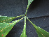  ( - BIORTP-061-C07)  @11 [ ] CreativeCommons - Attribution Non-Commercial Share-Alike (2019) Varun Swamy San Diego Zoo Global