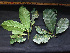  ( - BIORTP-061-D05)  @11 [ ] CreativeCommons - Attribution Non-Commercial Share-Alike (2019) Varun Swamy San Diego Zoo Global