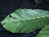  ( - BIORTP-061-D05)  @11 [ ] CreativeCommons - Attribution Non-Commercial Share-Alike (2019) Varun Swamy San Diego Zoo Global