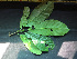  ( - BIORTP-061-E06)  @11 [ ] CreativeCommons - Attribution Non-Commercial Share-Alike (2019) Varun Swamy San Diego Zoo Global