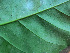  ( - BIORTP-061-E06)  @11 [ ] CreativeCommons - Attribution Non-Commercial Share-Alike (2019) Varun Swamy San Diego Zoo Global