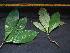  ( - BIORTP-061-E09)  @11 [ ] CreativeCommons - Attribution Non-Commercial Share-Alike (2019) Varun Swamy San Diego Zoo Global