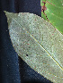  ( - BIORTP-061-E09)  @11 [ ] CreativeCommons - Attribution Non-Commercial Share-Alike (2019) Varun Swamy San Diego Zoo Global