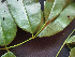  ( - BIORTP-061-E11)  @11 [ ] CreativeCommons - Attribution Non-Commercial Share-Alike (2019) Varun Swamy San Diego Zoo Global