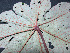  ( - BIORTP-061-E12)  @11 [ ] CreativeCommons - Attribution Non-Commercial Share-Alike (2019) Varun Swamy San Diego Zoo Global