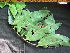  ( - BIORTP-061-F04)  @11 [ ] CreativeCommons - Attribution Non-Commercial Share-Alike (2019) Varun Swamy San Diego Zoo Global