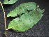  ( - BIORTP-061-F04)  @11 [ ] CreativeCommons - Attribution Non-Commercial Share-Alike (2019) Varun Swamy San Diego Zoo Global