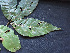  ( - BIORTP-061-F09)  @11 [ ] CreativeCommons - Attribution Non-Commercial Share-Alike (2019) Varun Swamy San Diego Zoo Global