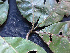  ( - BIORTP-061-F09)  @11 [ ] CreativeCommons - Attribution Non-Commercial Share-Alike (2019) Varun Swamy San Diego Zoo Global
