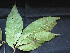  ( - BIORTP-061-F09)  @11 [ ] CreativeCommons - Attribution Non-Commercial Share-Alike (2019) Varun Swamy San Diego Zoo Global