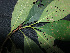  ( - BIORTP-061-F12)  @11 [ ] CreativeCommons - Attribution Non-Commercial Share-Alike (2019) Varun Swamy San Diego Zoo Global