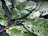  ( - BIORTP-061-G07)  @11 [ ] CreativeCommons - Attribution Non-Commercial Share-Alike (2019) Varun Swamy San Diego Zoo Global