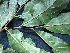  ( - BIORTP-061-G07)  @11 [ ] CreativeCommons - Attribution Non-Commercial Share-Alike (2019) Varun Swamy San Diego Zoo Global