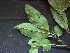  ( - BIORTP-061-H06)  @11 [ ] CreativeCommons - Attribution Non-Commercial Share-Alike (2019) Varun Swamy San Diego Zoo Global