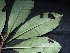  ( - BIORTP-061-H08)  @11 [ ] CreativeCommons - Attribution Non-Commercial Share-Alike (2019) Varun Swamy San Diego Zoo Global