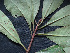  ( - BIORTP-061-H08)  @11 [ ] CreativeCommons - Attribution Non-Commercial Share-Alike (2019) Varun Swamy San Diego Zoo Global