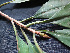  ( - BIORTP-061-H08)  @11 [ ] CreativeCommons - Attribution Non-Commercial Share-Alike (2019) Varun Swamy San Diego Zoo Global