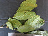  ( - CCDB-27885-A02)  @11 [ ] CreativeCommons - Attribution Non-Commercial Share-Alike (2017) Varun Swamy San Diego Zoo Global