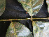  ( - CCDB-27885-A02)  @11 [ ] CreativeCommons - Attribution Non-Commercial Share-Alike (2017) Varun Swamy San Diego Zoo Global