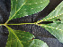  ( - CCDB-27885-D02)  @11 [ ] CreativeCommons - Attribution Non-Commercial Share-Alike (2017) Varun Swamy San Diego Zoo Global