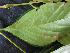  ( - CCDB-27885-D02)  @11 [ ] CreativeCommons - Attribution Non-Commercial Share-Alike (2017) Varun Swamy San Diego Zoo Global