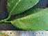  ( - CCDB-27885-E03)  @11 [ ] CreativeCommons - Attribution Non-Commercial Share-Alike (2017) Varun Swamy San Diego Zoo Global