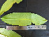  ( - CCDB-27885-E03)  @11 [ ] CreativeCommons - Attribution Non-Commercial Share-Alike (2017) Varun Swamy San Diego Zoo Global