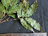  ( - CCDB-27885-G03)  @11 [ ] CreativeCommons - Attribution Non-Commercial Share-Alike (2017) Varun Swamy San Diego Zoo Global