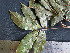  ( - CCDB-27885-G03)  @11 [ ] CreativeCommons - Attribution Non-Commercial Share-Alike (2017) Varun Swamy San Diego Zoo Global