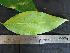  ( - CCDB-27885-G04)  @11 [ ] CreativeCommons - Attribution Non-Commercial Share-Alike (2017) Varun Swamy San Diego Zoo Global