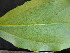  ( - CCDB-27885-G04)  @11 [ ] CreativeCommons - Attribution Non-Commercial Share-Alike (2017) Varun Swamy San Diego Zoo Global