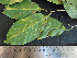  ( - BIORTP-061-D03)  @11 [ ] CreativeCommons - Attribution Non-Commercial Share-Alike (2019) Varun Swamy San Diego Zoo Global