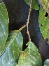  ( - BIORTP-061-D03)  @11 [ ] CreativeCommons - Attribution Non-Commercial Share-Alike (2019) Varun Swamy San Diego Zoo Global