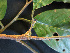  ( - BIORTP-061-D03)  @11 [ ] CreativeCommons - Attribution Non-Commercial Share-Alike (2019) Varun Swamy San Diego Zoo Global