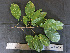  (Ruprechtia - BIORTP-061-D03)  @11 [ ] CreativeCommons - Attribution Non-Commercial Share-Alike (2019) Varun Swamy San Diego Zoo Global