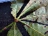  ( - BIORTP-062-F09)  @11 [ ] CreativeCommons - Attribution Non-Commercial Share-Alike (2019) Varun Swamy San Diego Zoo Global