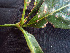  ( - BIORTP-062-F09)  @11 [ ] CreativeCommons - Attribution Non-Commercial Share-Alike (2019) Varun Swamy San Diego Zoo Global
