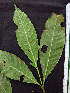  ( - BIORTP-062-F12)  @11 [ ] CreativeCommons - Attribution Non-Commercial Share-Alike (2019) Varun Swamy San Diego Zoo Global