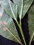  ( - BIORTP-062-F12)  @11 [ ] CreativeCommons - Attribution Non-Commercial Share-Alike (2019) Varun Swamy San Diego Zoo Global