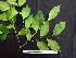  (Aspidosperma rigidum - BIORTP-062-D12)  @11 [ ] CreativeCommons - Attribution Non-Commercial Share-Alike (2019) Varun Swamy San Diego Zoo Global