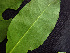  ( - BIORTP-062-D12)  @11 [ ] CreativeCommons - Attribution Non-Commercial Share-Alike (2019) Varun Swamy San Diego Zoo Global